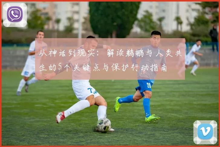 从神话到现实:解读鹈鹕与人类共生的5个关键点与保护行动指南